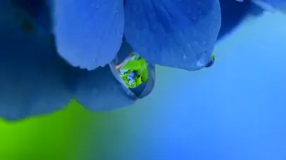 4k雨中护眼紫兰花瓣循环