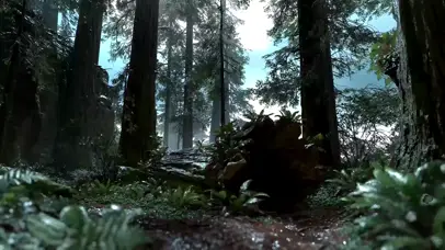 4k静谧森林雷雨