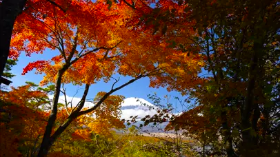 透过红叶看富士山
