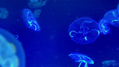 发光水母