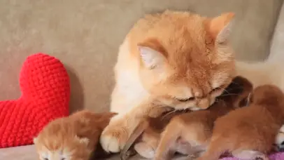 猫妈妈和猫宝宝