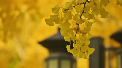 一见钟情的明黄色