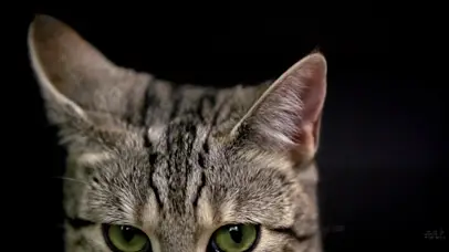 躲猫猫 暗中观察