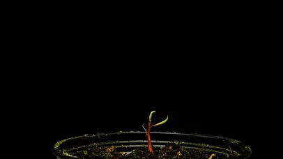 4K芒果树苗生长