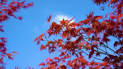 4K秋天里的红枫叶自然风景