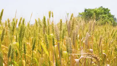 4k夏日阳光风吹金色麦浪自然