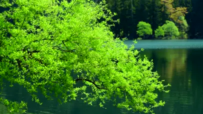 绿树湖面