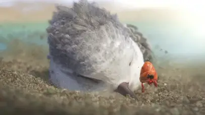 海滩小鸟~（唯美可爱版）