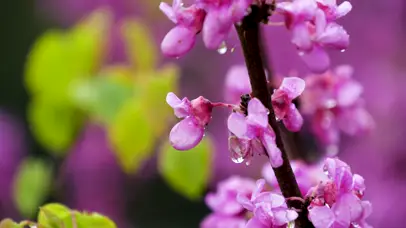 4K春季紫荆花春雨雨中花朵