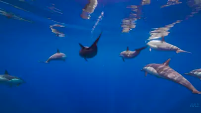 加利福尼亚海豚