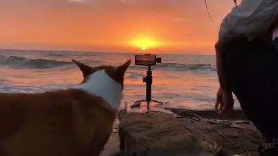 海边夕阳狗狗