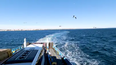 海峡渡轮和海鸥