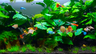 绿色护眼水草鱼