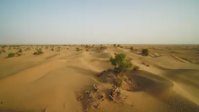 4k陕北广阔沙漠胡杨林