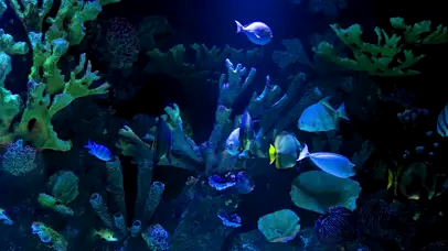 深海水族馆游鱼