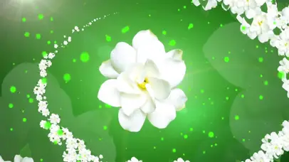 绿色茉莉花