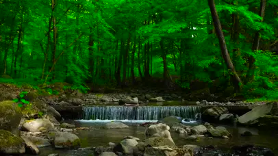 4K春天森林里的河流