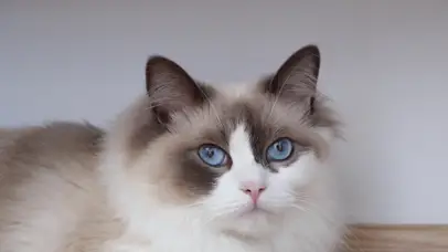 4K 超清 宠物猫/01