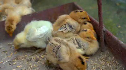 4K母鸡小鸡鸡苗农业家禽养殖业