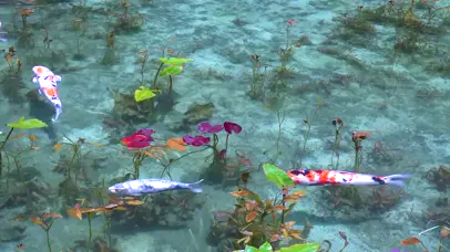 4K 鲤鱼池 桌面养鱼