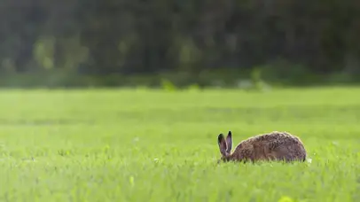 小兔叽