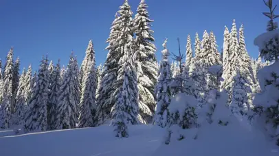 森林雪景