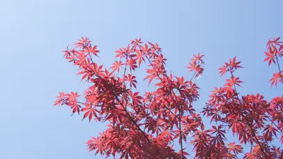 4k夏日阳光风吹枫叶蓝天