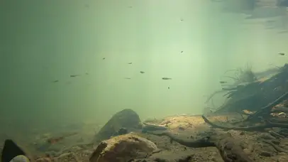 水底游动的鱼儿