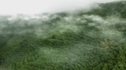 雨林云雾