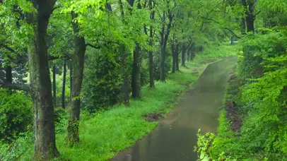 雨天绿林小路