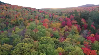 秋天森林颜色