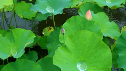 护眼小荷才露尖尖角