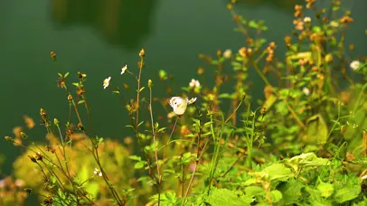 4K唯美春天蝴蝶在花朵上采蜜