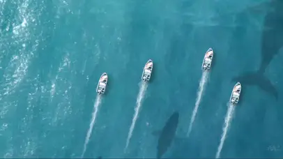 鲨鱼池上的航行