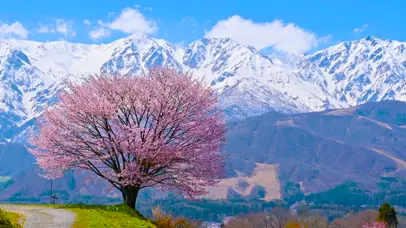 唯美雪山樱花树