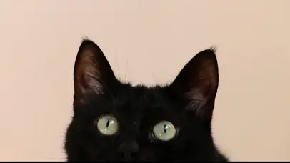 黑色猫咪