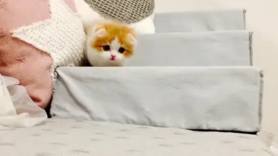 小黄小奶猫