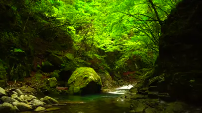4K绿林山涧溪流