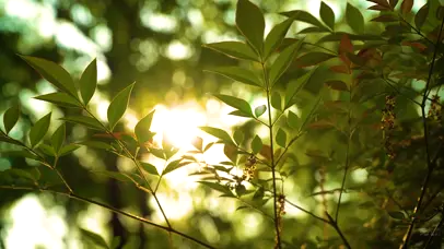 唯美春日阳光透过绿树植物春天