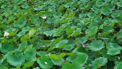 4K夏天清新绿色荷叶荷花