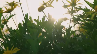 4k阳光花朵唯美风景