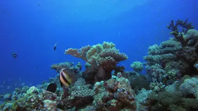 4K唯美海底世界