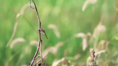 初夏的蜻蜓