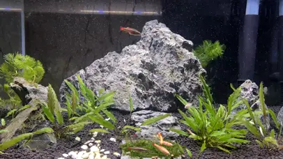鱼缸