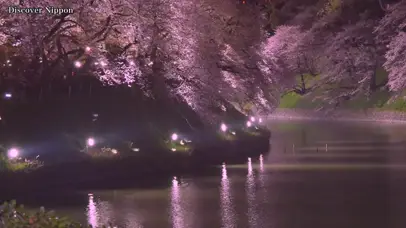 樱花树夜景