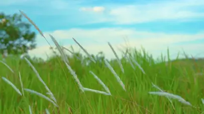 4k唯美夏日夏天夏季风光芦苇