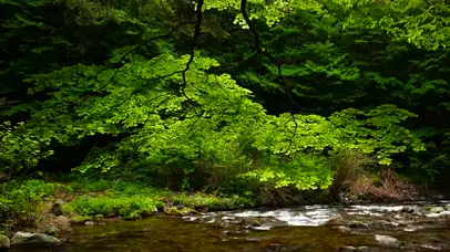 4K山涧绿林小溪