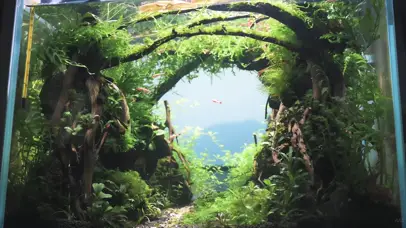 护眼绿色水族馆