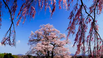 春天唯美樱花树