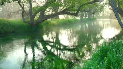 绿林河流鸟叫声